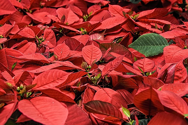 Annual Poinsettia Give Away